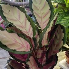 Calathea Roseopicta 'silvia' 19 cm pot, 80cm h