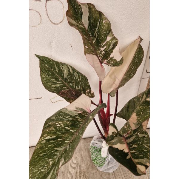 Филодендрон Розовая принцесса х Мраморный Король / PHILODENDRON PINK PRINCESS x MARBLE KING