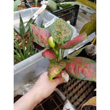 Aglaonema Unyamanee 134