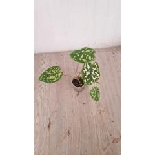 Alocasia Hilo Beauty (Xanthocaladium Hilo Beauty) 650р pot