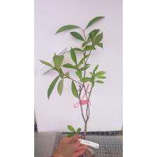 Gardenia sp.(T14) Taiwan 428