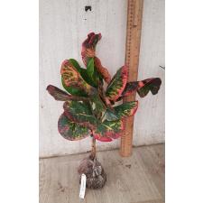 Codiaeum Amnat Charoen (F1) 75