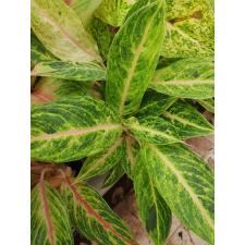 Aglaonema Prakaitong A-51