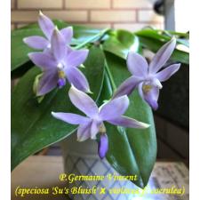 Фаленопсис Джермани Винсент (=специоза "Румянец Су" х виоласея ф. коерулея) / Phal. Germaine Vincent (=speciosa 'Su's Bluish' x violacea f. coerulea)