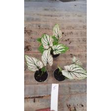 Caladium 30.04 a-5