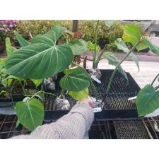 Philodendron gloriosum No.1 370