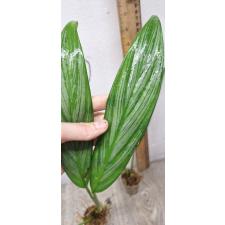 Philodendron Silver Spirit (S)