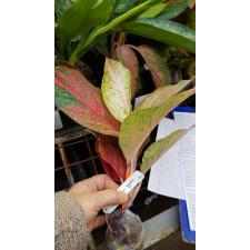 Aglaonema Red Moon.91