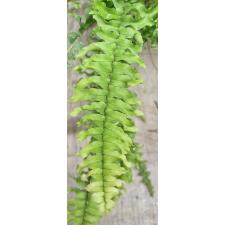 Нефролепис эксалтата 'Скрученный лист' / Nephrolepis exaltata 'Spiral leaf' (S)