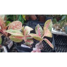 Aglaonema Legacy 23