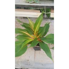 Chlorophytum Orchi. 'green Orange'