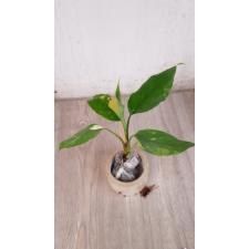 Aglaonema modestum ‘Spilt Milk' (S) 1500р