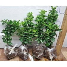 Иксора (Т15) белый цветок / Ixora sp.(T15) white flower 81