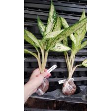 Dieffenbachia Star Bright 170