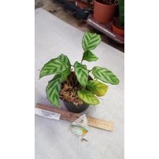 Calathea 'freddie' pot  cm