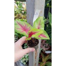 Caladium 26