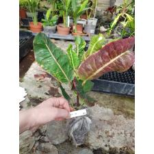Codiaeum 282