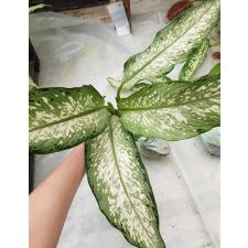 Dieffenbachia P-20 Udomsab