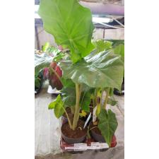 Alocasia Portodora 1050р
