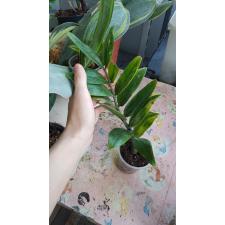 Zamioculcas zamifolia variegated short leaf L 1p 3200p