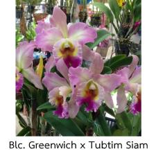 Каттлея Блк. Гринвич × Тубтим Сиам (№ 10) / Cattleya Blc. Greenwich x Tubtim Siam (No.10)