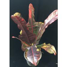 Codiaeum Giant 605-149