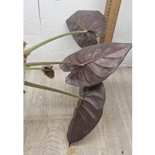 Alocasia azlanii pot