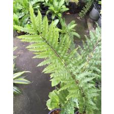 Drynaria rigidula 'Whitei'