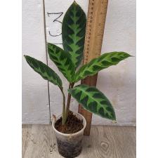 Калатея Варшевича / calathea warscewiczii