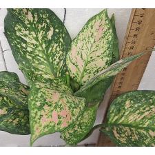 Аглаонема Лукламсам / Aglaonema Looklamsam A-125