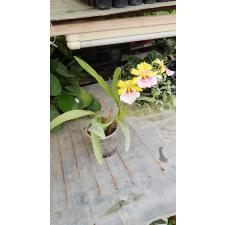 Miltonia Sunset цветение