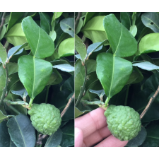 Citrus hystrix (Kaffir lime)(not variegated)