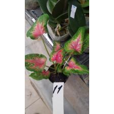 Caladium m11