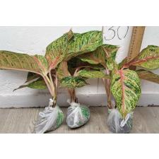 Аглаонема Мисс Таиланд. / Aglaonema Miss-Thailand A-92