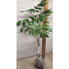 Димокарпус лонган 'Белый фрукт' / Dimocarpus longan ‘White fruit’ 83