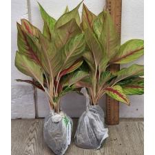 Аглаонема Тонг Лай ма / Aglaonema Tong lai ma A-50