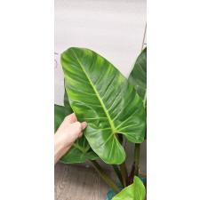 Philodendron Imperial Green (L)