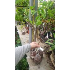 Gardenia gjellerupii  121/1