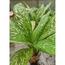 Dieffenbachia White Blizzard green pot