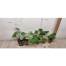 Ficus deltoidea (S)