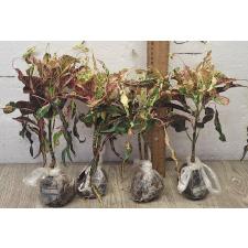 Кодиеум Сой Ра я / Codiaeum A52 Soii Ra ya