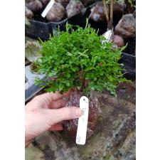 Murraya paniculata 'Min-a-Min' Dwarf mutation(C 417 июнь