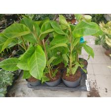 Ficus Altissima 17 см горшок
