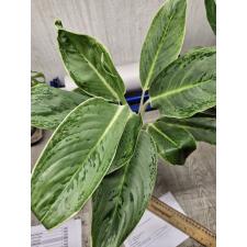 Aglaonema Silver Supreme 900p