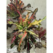 Codiaeum Phak Dee (Special 79/1
