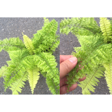 Nephrolepis exaltata cv. Vintage Lace (Golden) (L)