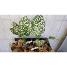 Аглаонема Морадок Лок (гибрид короткостебельный) (Гиганская форма) / Aglaonema Moradok Lok (Giant form)(brevispathum hybrid)