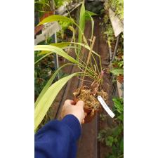 Anthurium vittarifolium(green leaf) 184