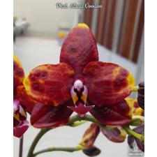 Phal. Allura Voodoo 1,7" B16 octob