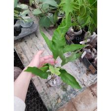 Drynaria sp.(T06)(white variegated) 121